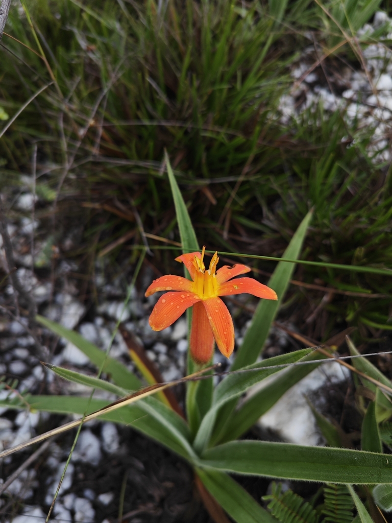 Barbacenia blackii