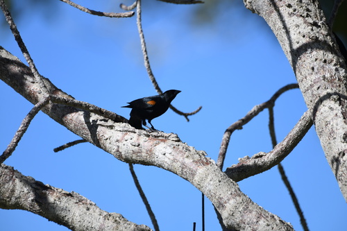 Tawny-shouldered Blackbird (Agelaius humeralis), photo 7