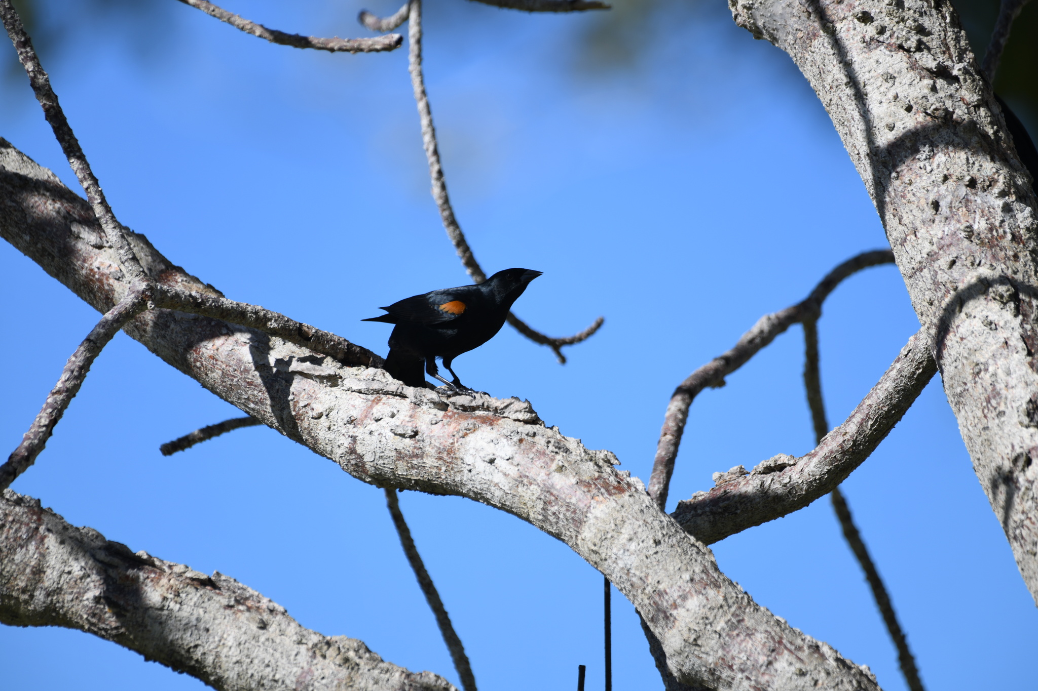 Tawny-shouldered Blackbird (Agelaius humeralis), photo 7