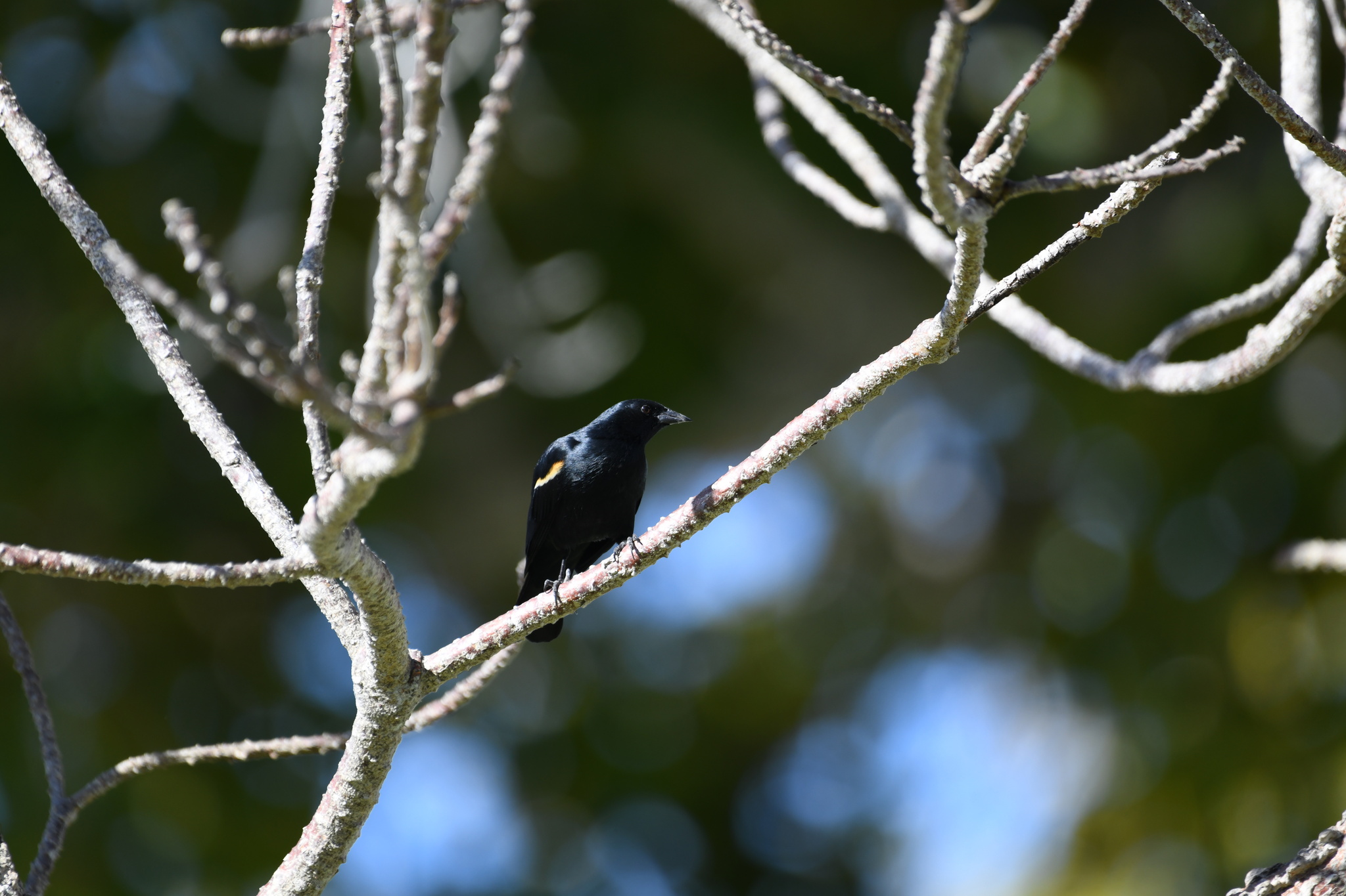 Tawny-shouldered Blackbird (Agelaius humeralis), photo 8