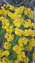 Euphorbia esula
