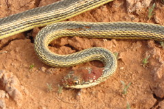 Masticophis taeniatus taeniatus