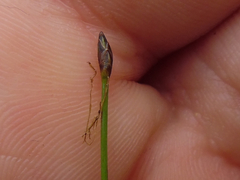 Eleocharis quinqueflora