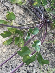 Lomatium lucidum