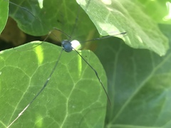 Leiobunum viridorsum