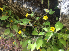 Erythranthe floribunda