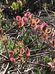 Lomatium lucidum
