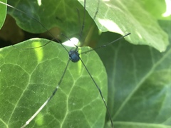 Leiobunum viridorsum