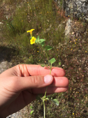 Erythranthe floribunda