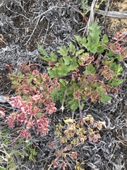 Lomatium lucidum