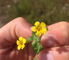 Erythranthe floribunda