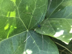 Leiobunum viridorsum