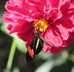 Heliconius erato