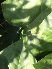 Leiobunum viridorsum