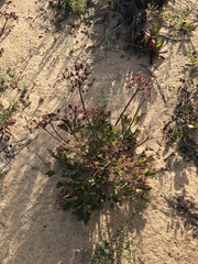 Lomatium lucidum