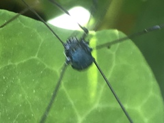 Leiobunum viridorsum