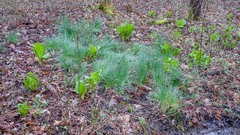 Allium schoenoprasum