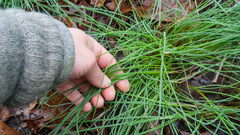 Allium schoenoprasum