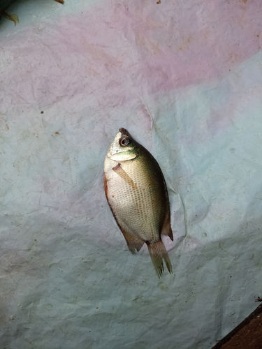 Helostoma temminckii