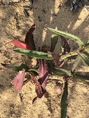 Silene laciniata laciniata