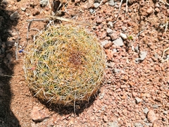 Coryphantha recurvata recurvata