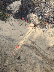 Silene laciniata laciniata