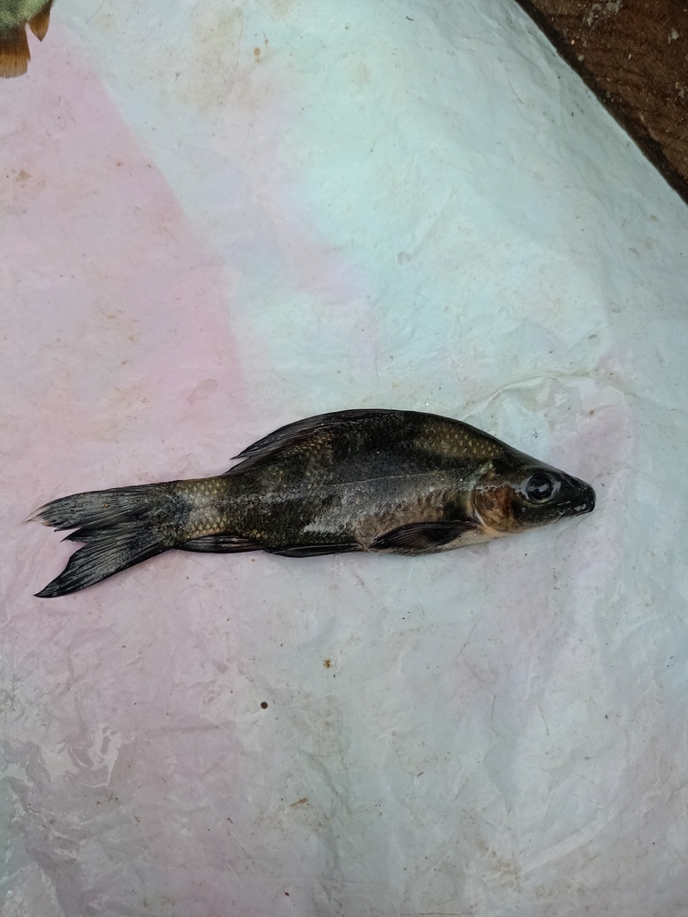 Arang-arang (Labeo chrysophekadion)
