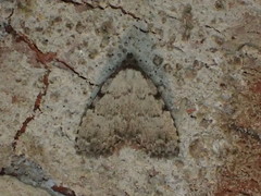 Dyspyralis puncticosta