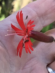 Silene laciniata laciniata