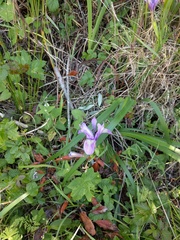 Iris longipetala