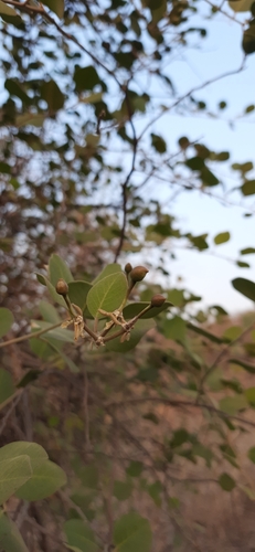 Image of Tree Caper (Capparis grandis) by (c) Sayee Girdhari, some rights reserved (CC BY)