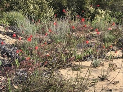 Silene laciniata laciniata