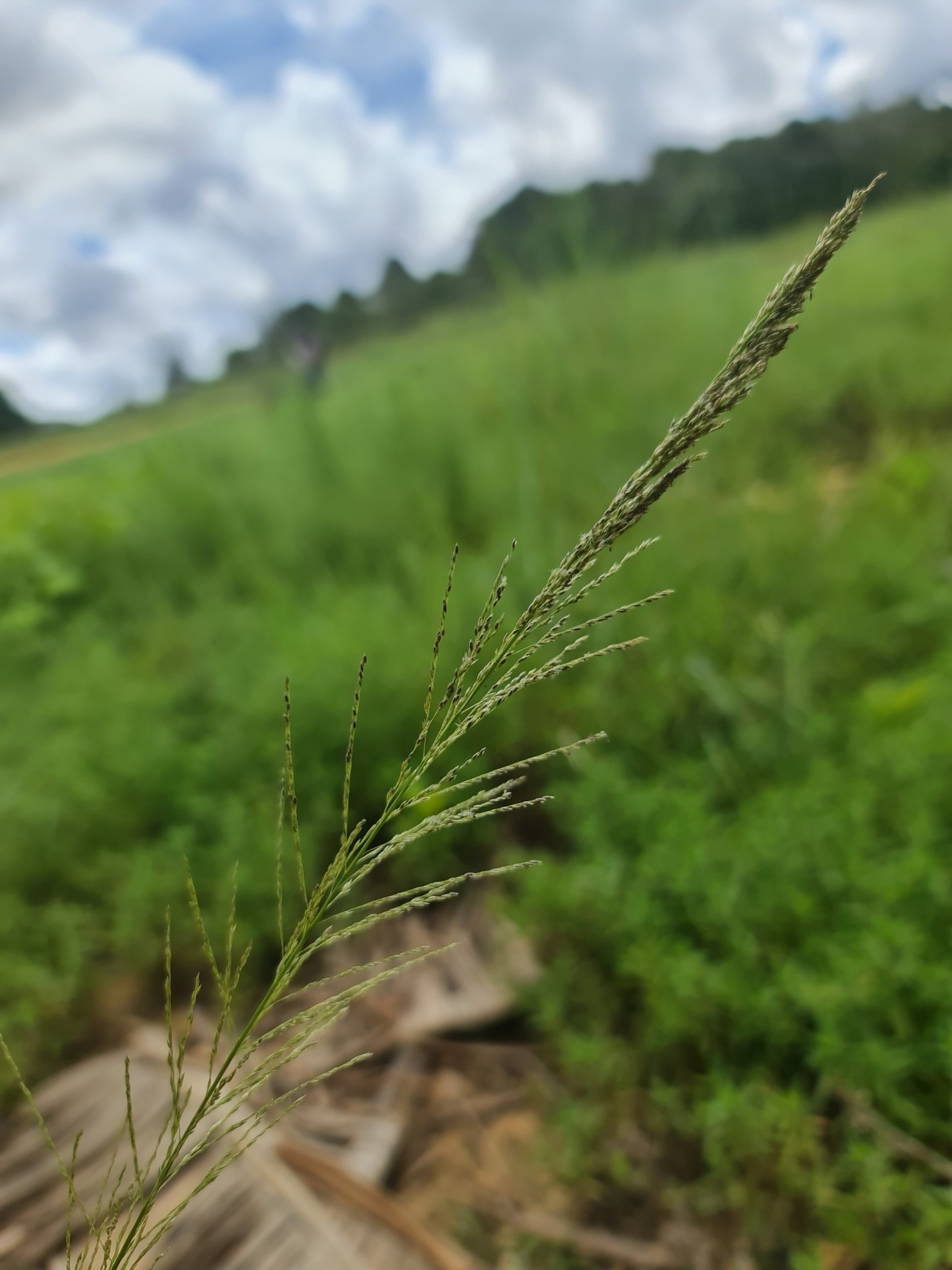 Imagem de Capim-sempre-verde