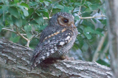 Psiloscops flammeolus