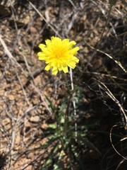 Malacothrix fendleri