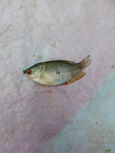 Trichopodus trichopterus
