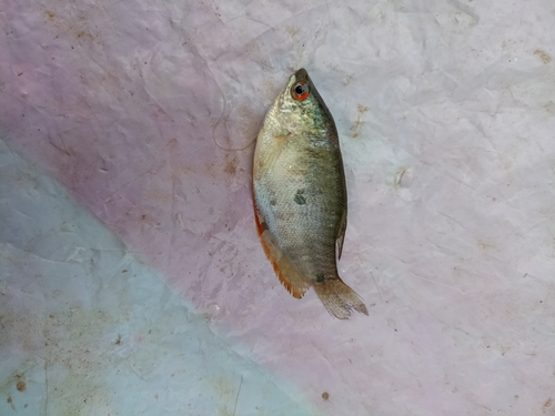 Trichopodus trichopterus