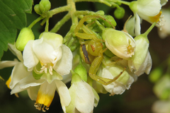 Misumenops callinurus