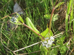 Valerianella locusta