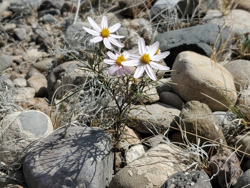 Image of Nicolletia edwardsii by no rights reserved