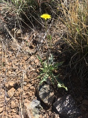 Malacothrix fendleri