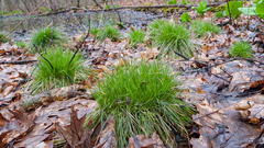 Carex bromoides