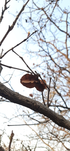 Image of Terminalia elliptica by (c) Sayee Girdhari, some rights reserved (CC BY)