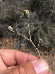 Malacothrix fendleri