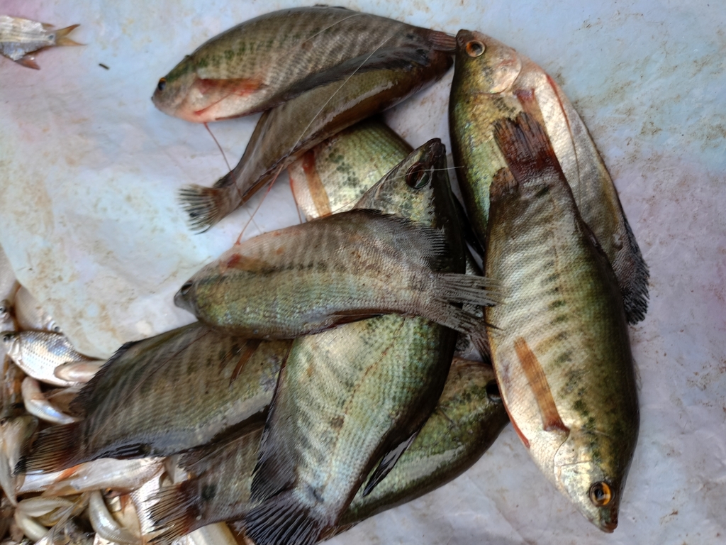 Snake-skin Gourami (Trichopodus pectoralis)