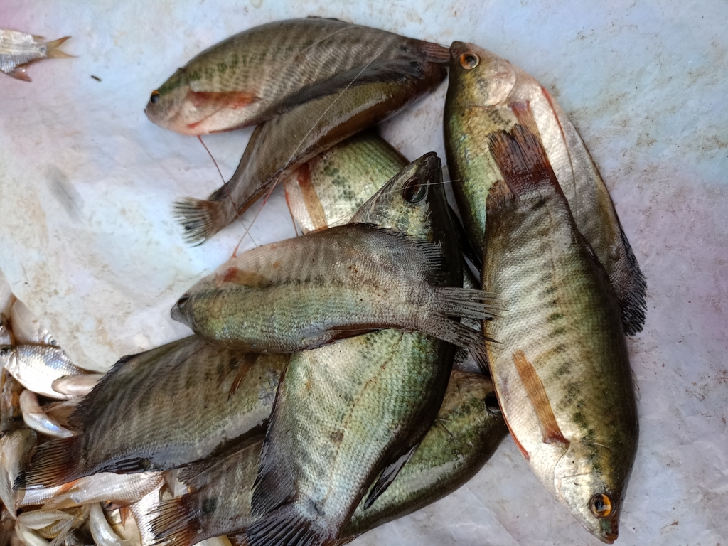 Snake-skin Gourami (Trichopodus pectoralis)