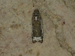 Proteoteras naracana