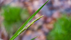 Carex bromoides