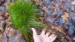 Carex bromoides