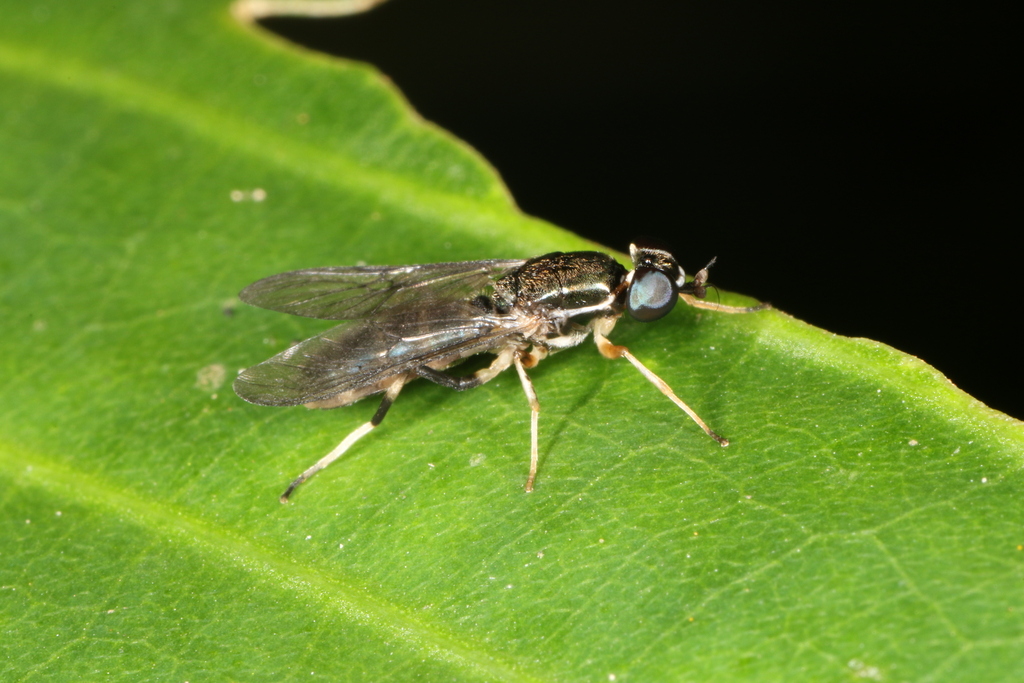 Merosargus gracilis